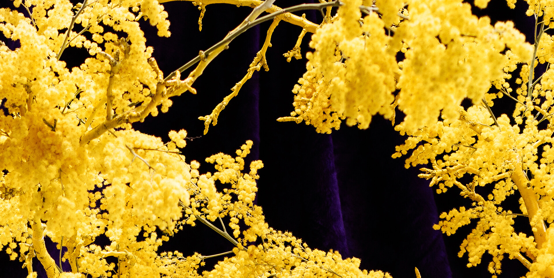 MIMOSA 3